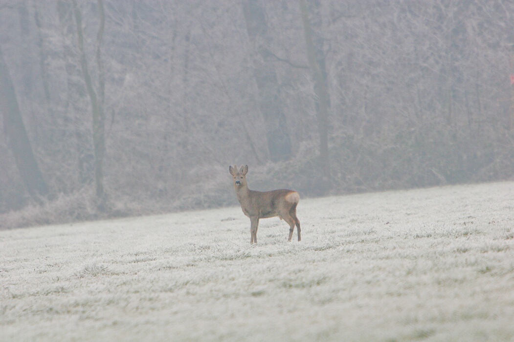 caprioli , riserva La Fagiana Parco del Ticino, lombardia